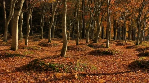 Carpet of fallen leaves in the park Stock Footage 144820534