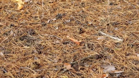 Carpet of fallen soft needles. camera movement in a pine forest Stock Footage 81318463