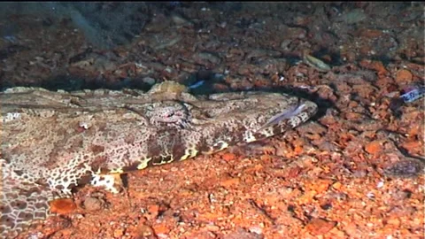 Carpet Flathead Over Seafloor, Head, Close Up Stock Footage 291366900