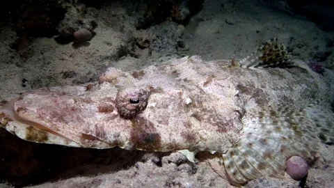 Carpet flathead, Papilloculiceps longiceps, was very close up to my camera Video stock 80315428