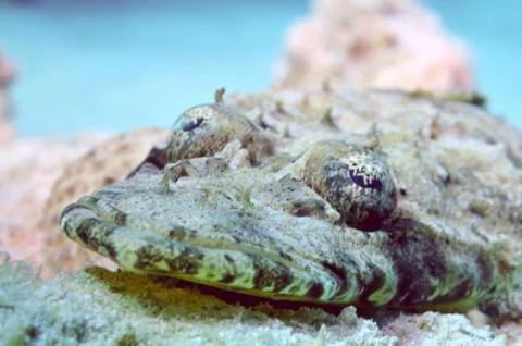 Carpet flathead Stock Photos