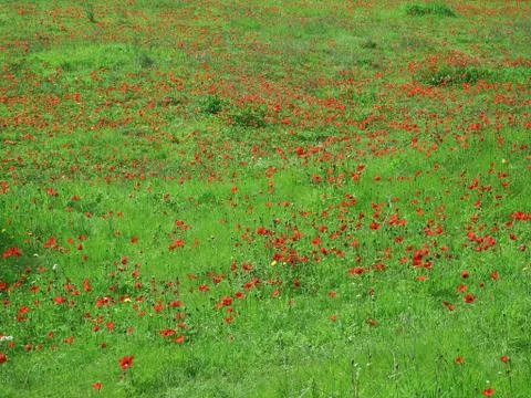 Carpet of flowering animon Stock Photos