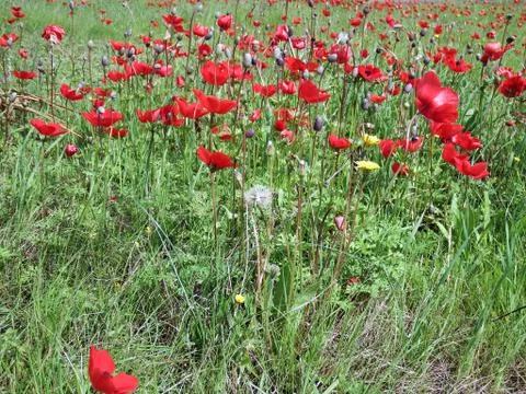 Carpet of flowering animon Stock Photos