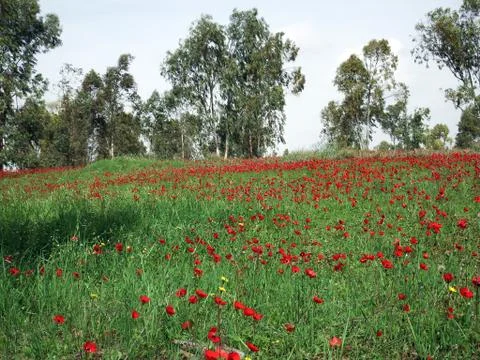 Carpet of flowering animon Stock Photos