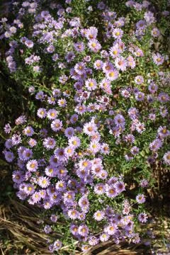 Carpet flowers Foto stock