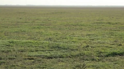 Carpet of Grass on a Field That Goes Beyond the Horizon Panorama From Left to Stock Footage 62509403