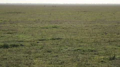 Carpet of Grass on a Field That Goes Beyond Horizon Stock Footage 62509457
