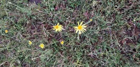A carpet of grass Stock Photos