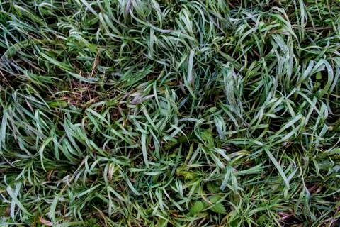 Carpet of green grass, background, texture Foto stock