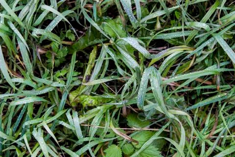 Carpet of green grass, background, texture Foto stock
