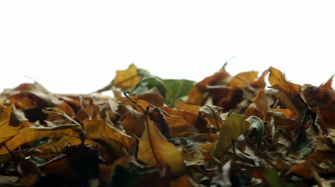 Carpet of leaves falling Stock-Footage 35765036