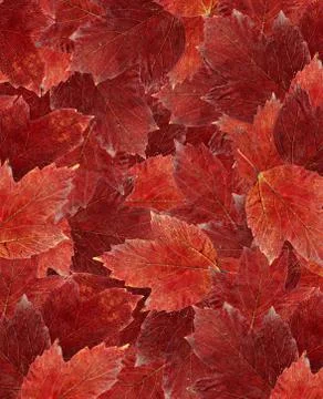 Carpet of leaves Stock Illustration