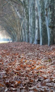 Carpet of leaves Stock Photos