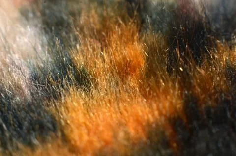Carpet made of soft material, in the form of a collection of strands of yarn. Stock Photos