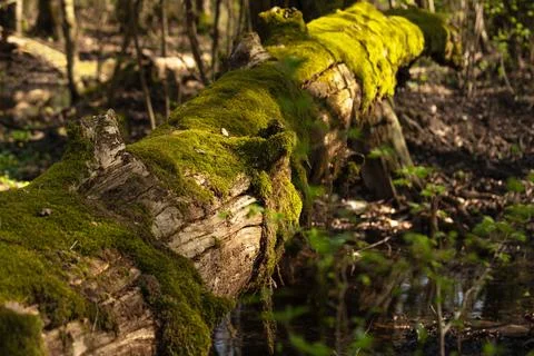 A carpet of moss completely covered the old fallen log Stock Photos