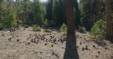 A Carpet of Pine Cones Under the Long Shadow of a Pine Tree in the Sierra Nevada Stock Footage 318567084