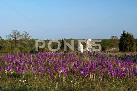 Carpet of purple wildflowers Stock Photos