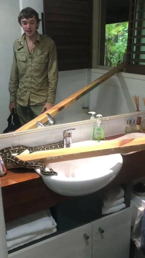 Carpet Python in Bathroom, Tinbeerwah, Queensland, Australia - 27 Nov 2017 動画素材 205268014
