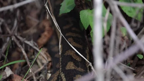 Carpet Python body slither into bush close up Stock Footage 289803938