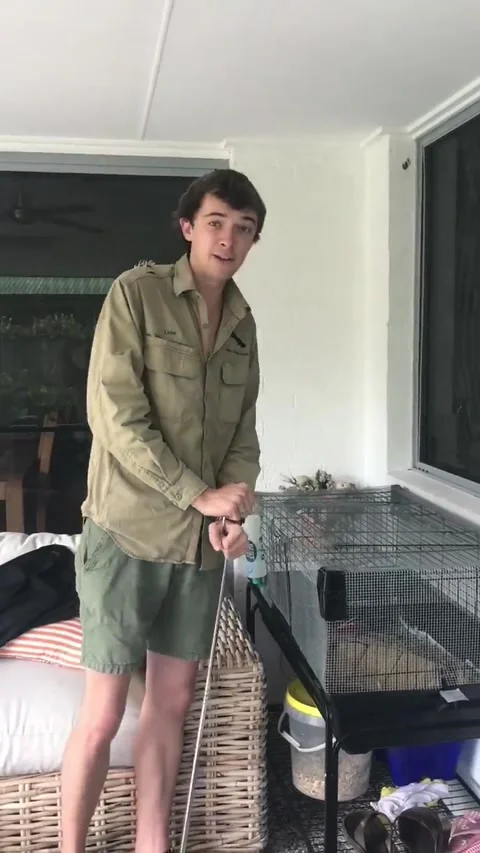 Carpet Python Caged, Noosaville, Queensland, Australia - 08 Nov 2017 Stockbeeldmateriaal 205271398