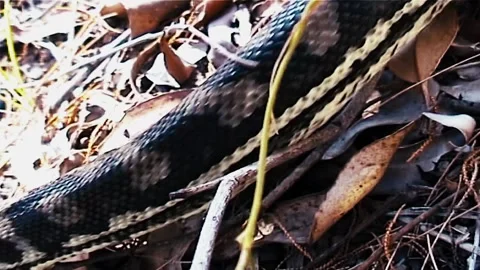 Carpet Python close head Video stock 244687236