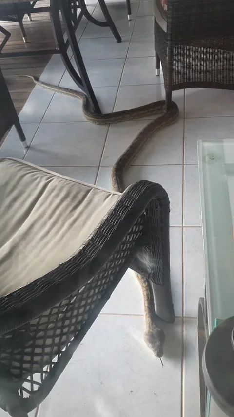 Carpet Python Comes for Early Morning Visit, Yeppoon, Queensland, Australia - 16 Stockbeeldmateriaal 205173736