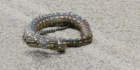 Carpet python curled up on road Foto stock