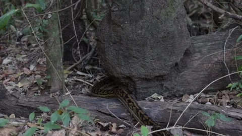Carpet Python disappear slowly behind tree trunk on the ground close up 스톡 동영상 328647952