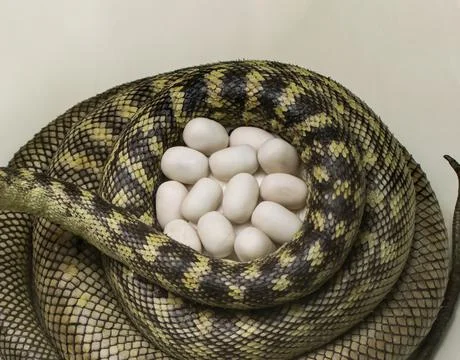 Carpet python eggs, python nest, Morelia spilota 写真素材