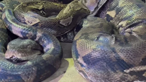 Carpet Python  스톡 동영상 278910936