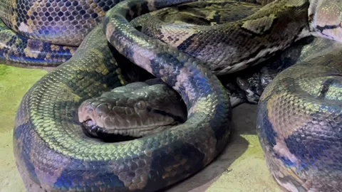 Carpet Python  스톡 동영상 278910942