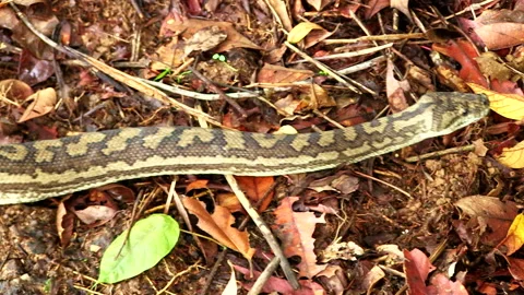 Carpet python on the forest floor in Australia 스톡 동영상 161809784