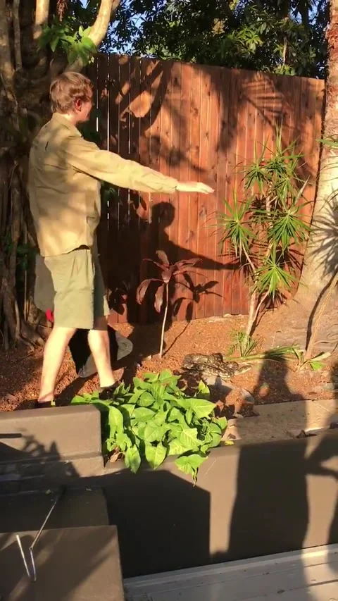 Carpet Python Gives Homeowner a Scare, Noosa Heads, Queensland, Australia - 13 S 库存影片 205242754