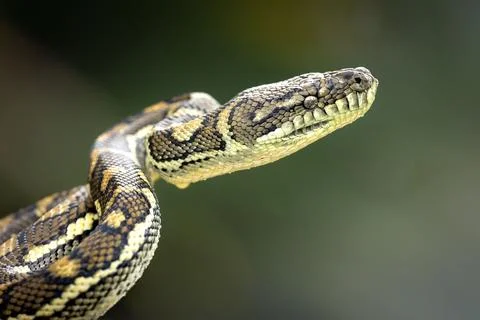 Carpet Python isolated on blurred background 스톡 사진
