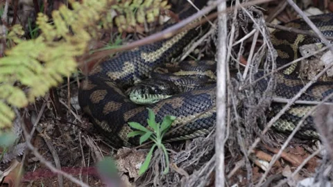 Carpet Python lay curled on forest floor smelling with tongue close up 스톡 동영상 289803959