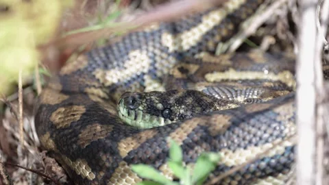 Carpet Python lay curled together on forest floor portrait Stock Footage 286327993