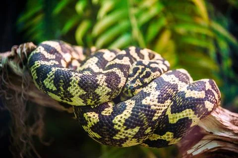 A carpet python is lying on a tree branch 写真素材