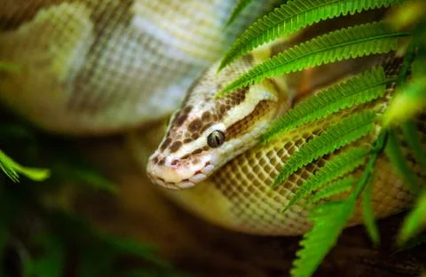 A carpet python is lying on a tree branch Stock-Fotos