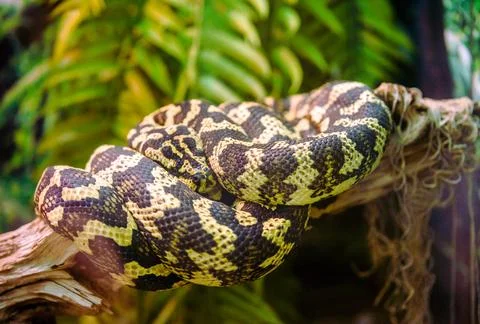 A carpet python is lying on a tree branch Foto stock