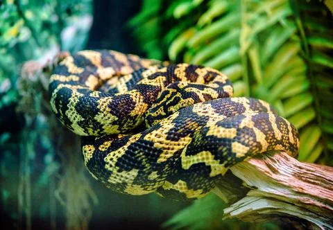A carpet python is lying on a tree branch Photos