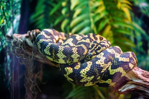 A carpet python is lying on a tree branch Photos