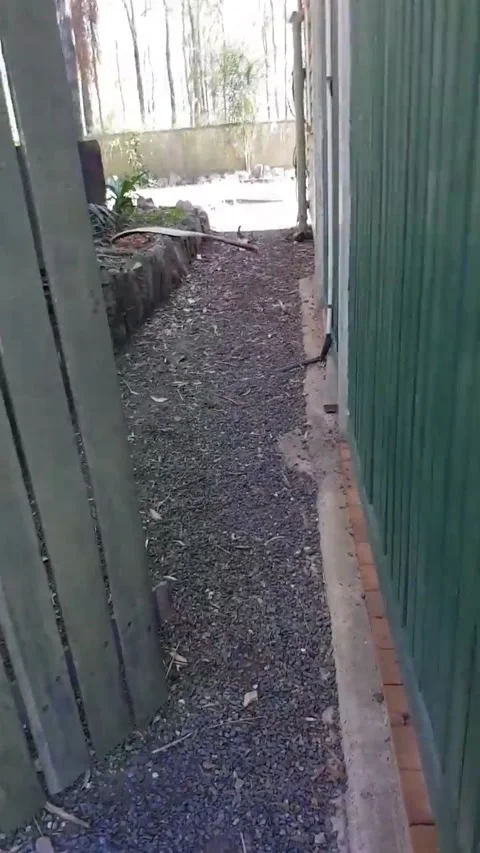 Carpet Python Makes Meal of Bat, Apple Tree Creek, Queensland, Australia - 21 No Vídeos de archivo 205238261