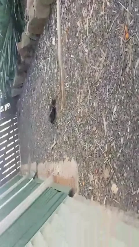 Carpet Python Makes Meal of Bat, Apple Tree Creek, Queensland, Australia - 21 No Vidéo 205238330