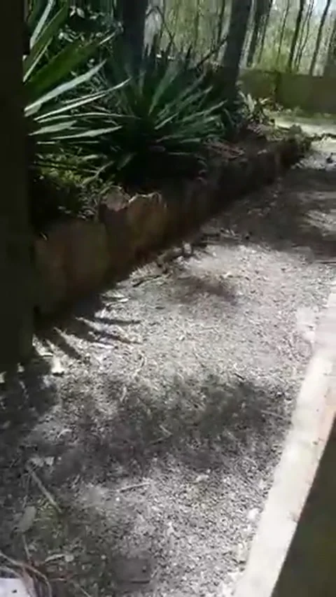 Carpet Python Makes Meal of Bat, Apple Tree Creek, Queensland, Australia - 21 No Stockbeeldmateriaal 205238349