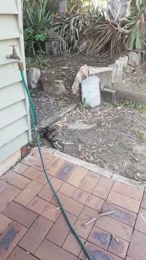 Carpet Python Makes Meal of Bat, Apple Tree Creek, Queensland, Australia - 21 No Vídeos de archivo 205238429