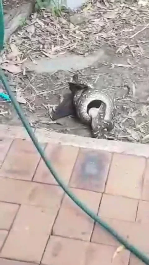 Carpet Python Makes Meal of Bat, Apple Tree Creek, Queensland, Australia - 21 No Vidéo 205238441