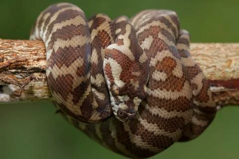Carpet python (Morelia spilota) curled on a branch Stock Photos