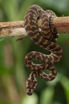 Carpet python (Morelia spilota) curled on a branch Stock Photos