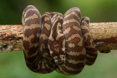 Carpet python (Morelia spilota) curled on a branch Stock-Fotos