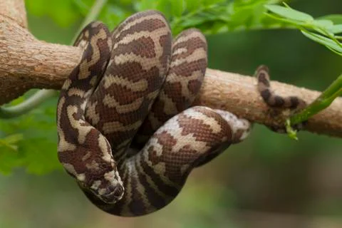 Carpet python (Morelia spilota) curled on a branch Stock Photos